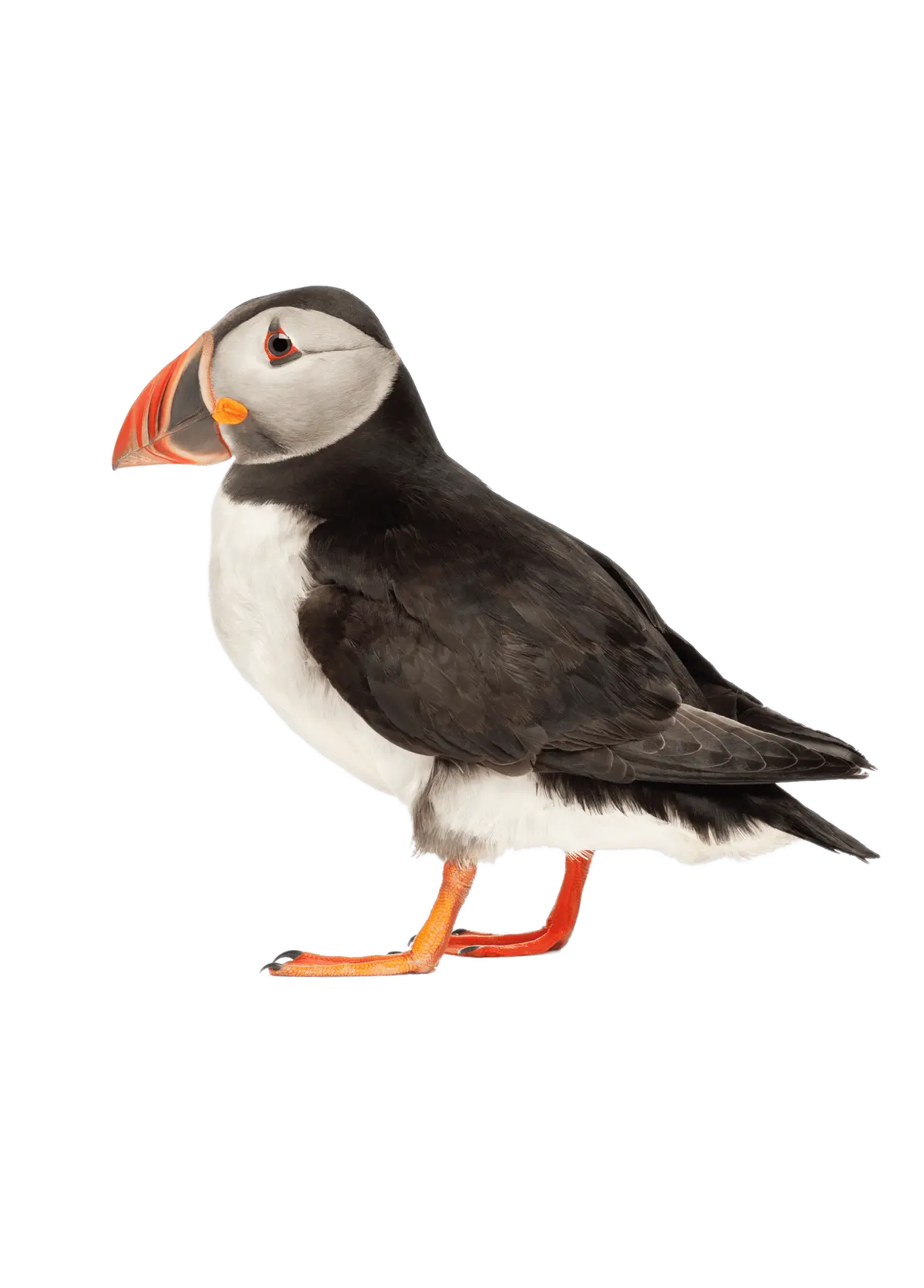 Atlantic puffin