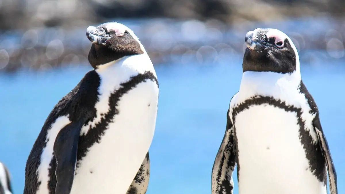 African penguin