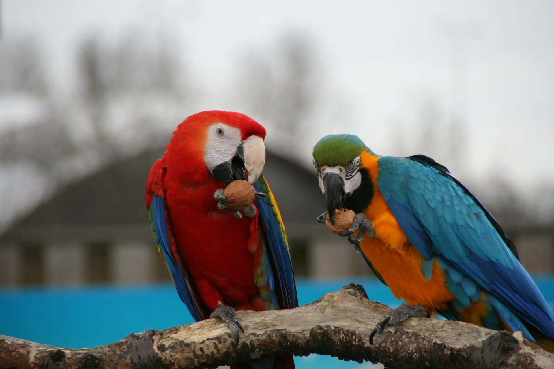 EAZA Corporate Members: Animal nutrition