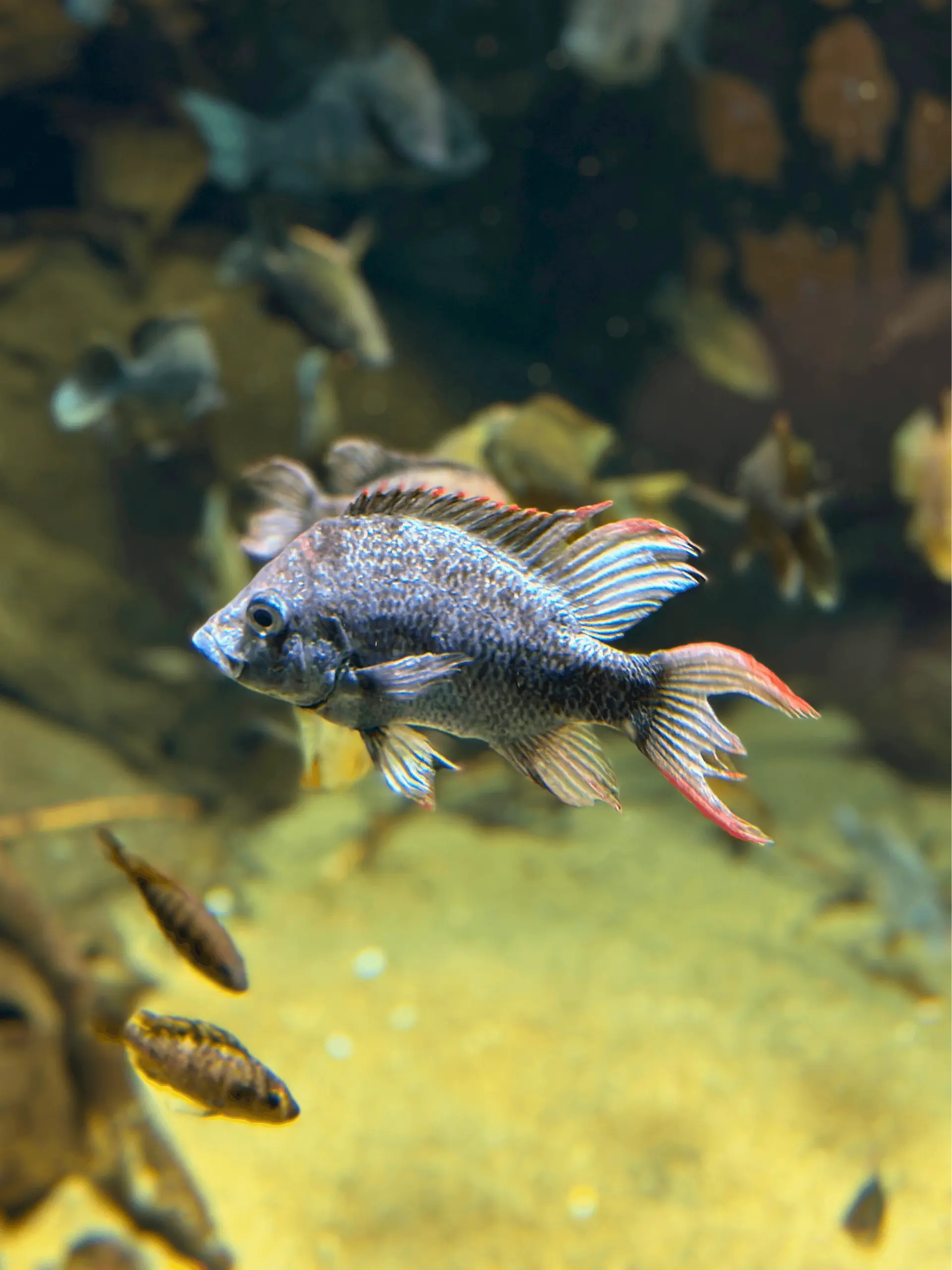 Cichlids