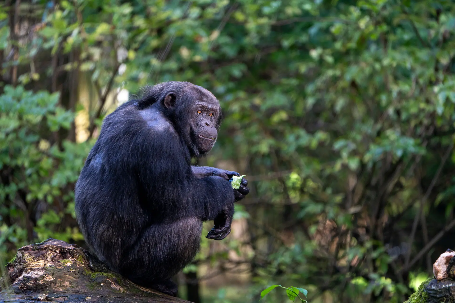 Chimpanzee