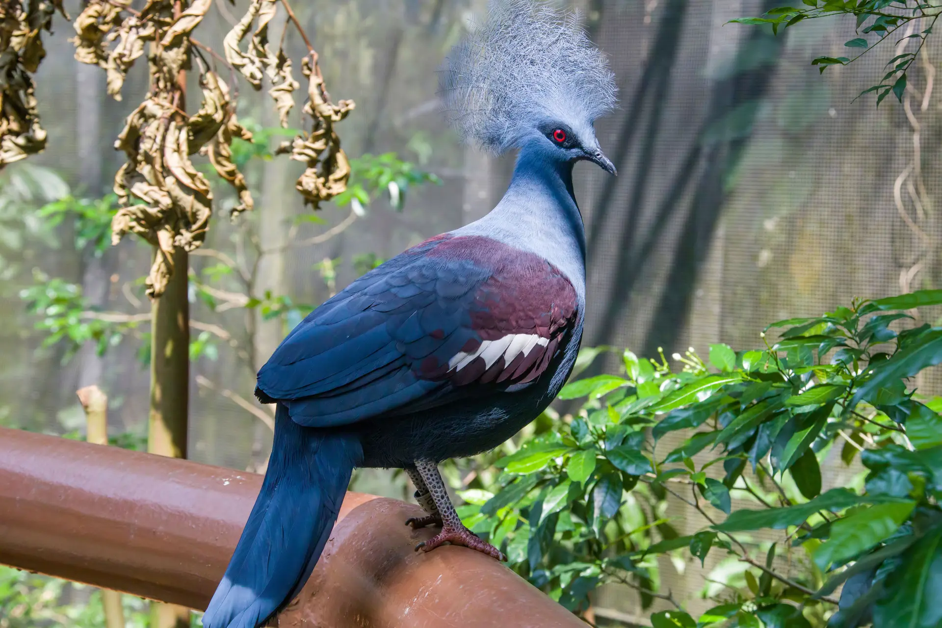 Western crowned pigeon
