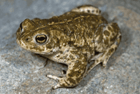 Natterjack toad