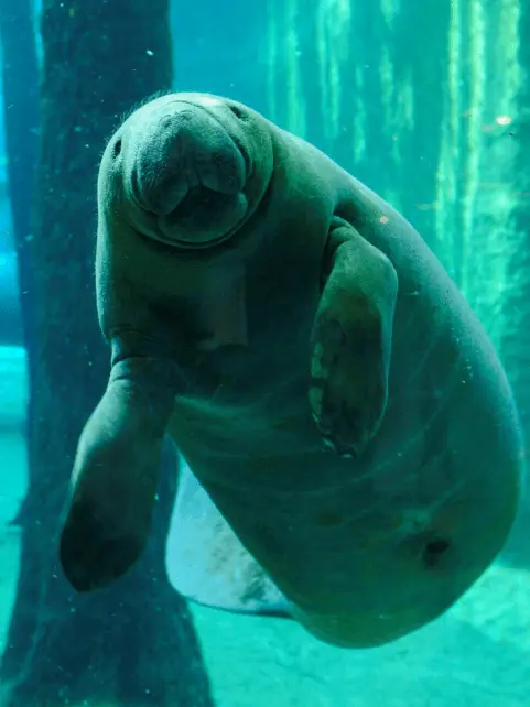 Antillean manatee