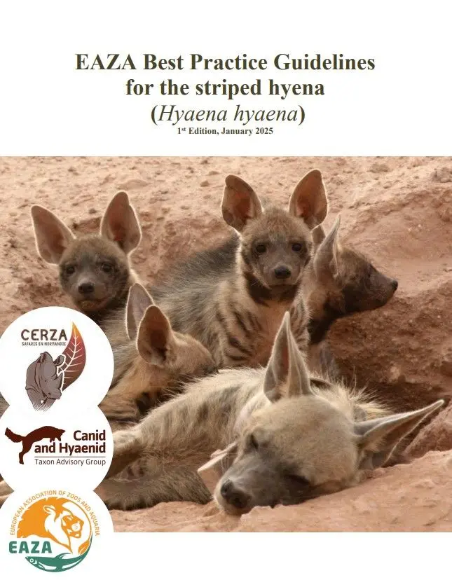 Striped hyena