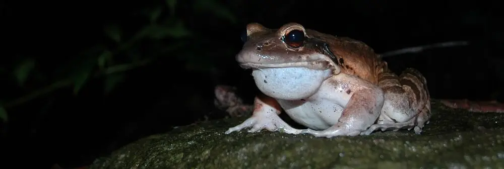 Mountain chicken frog