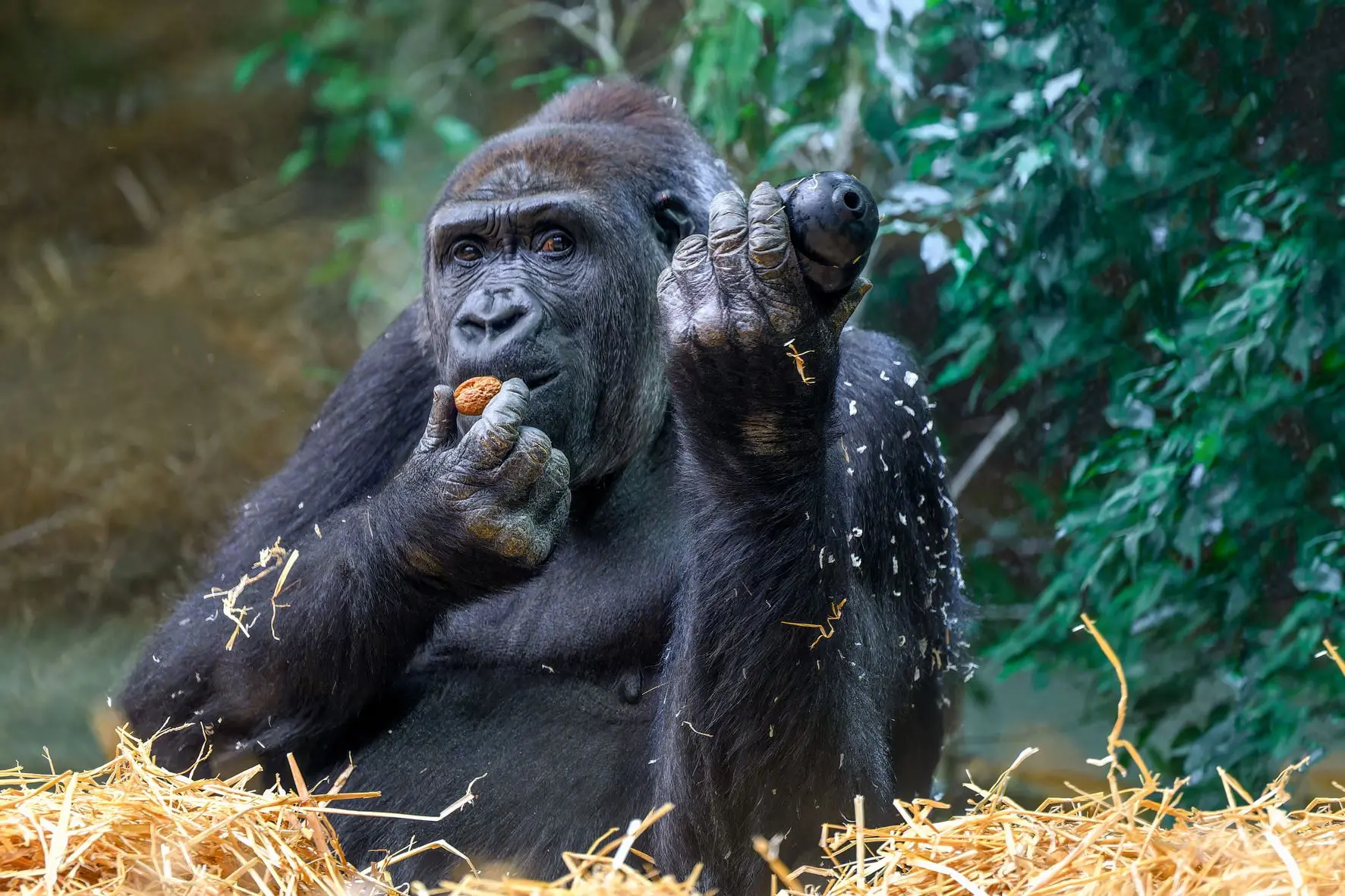 Resources - Zoo nutrition