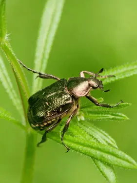 Noble chafer