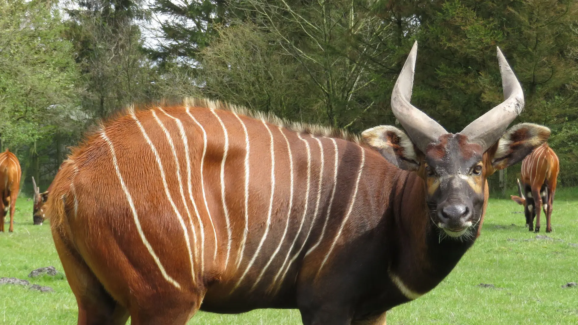 It's all about antelopes!