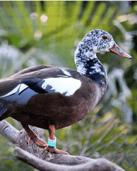 White-winged duck 