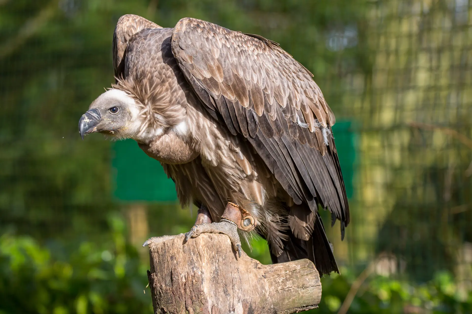 African white-backed vulture