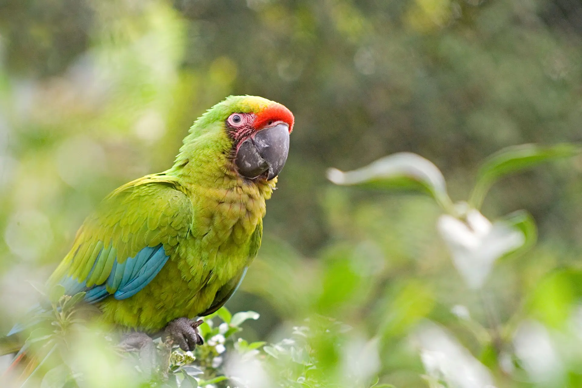 Great green macaw