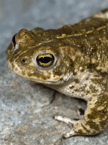 Natterjack toad