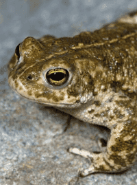 Natterjack toad