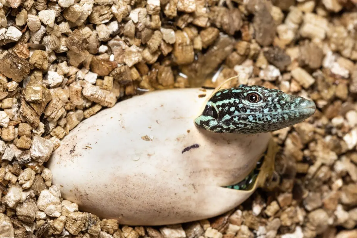 Animal populations for conservation