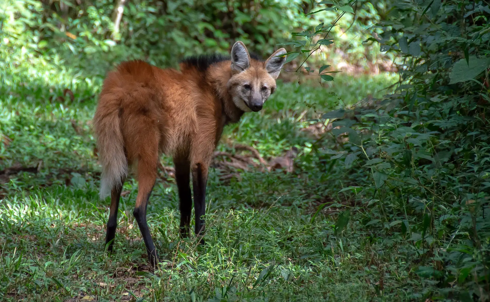 Maned wolf