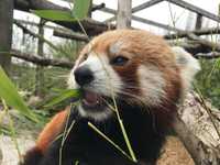 Red panda