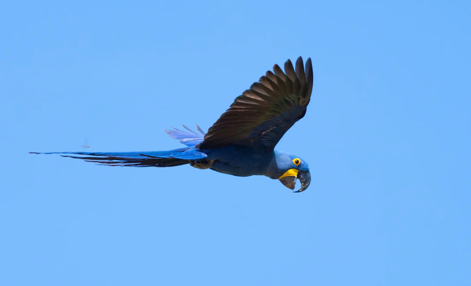 Hyacinth macaw