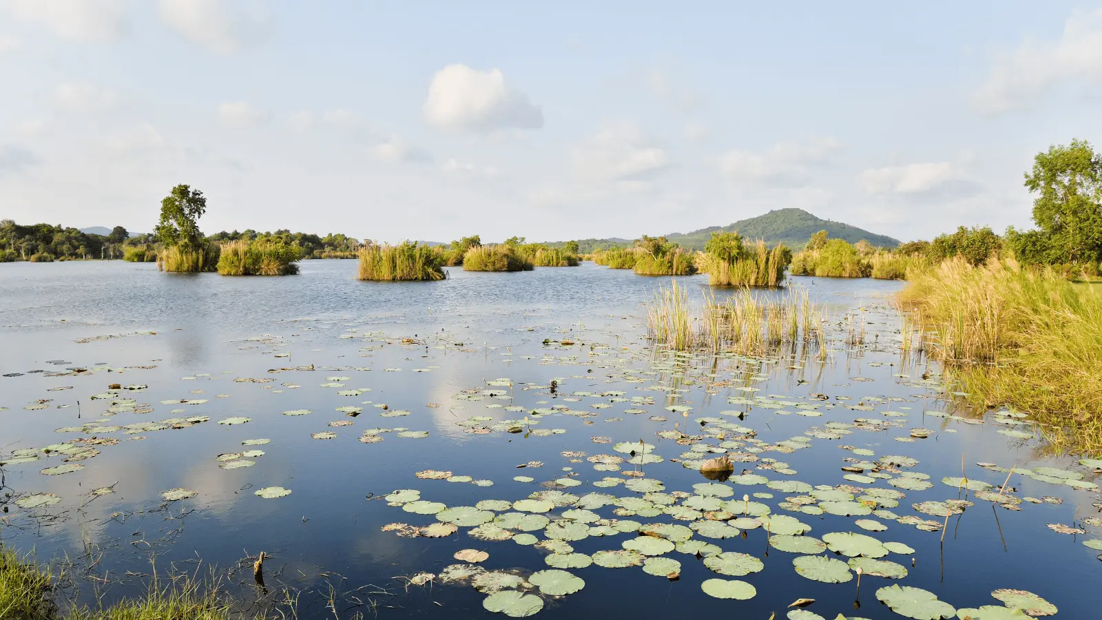 Wetlands for life