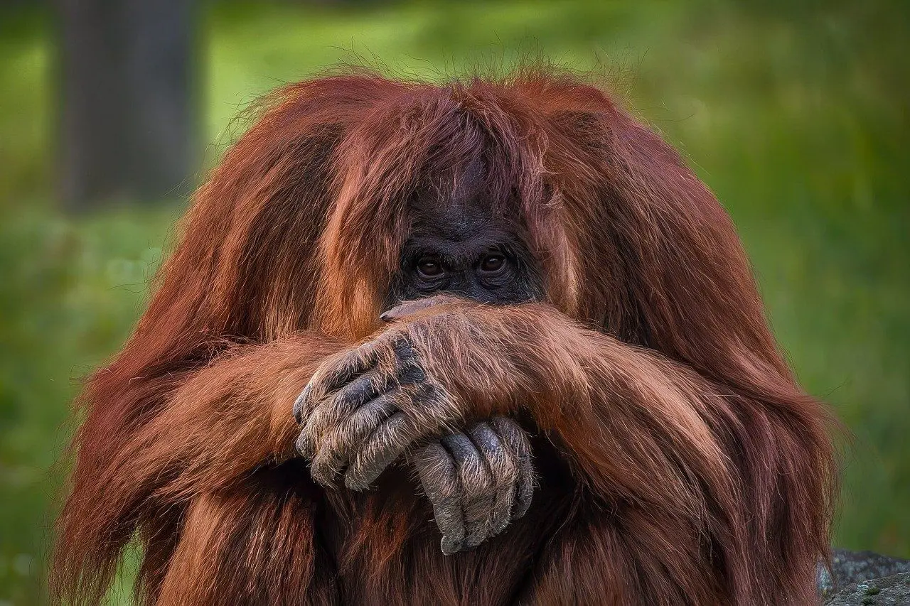 Orangutan