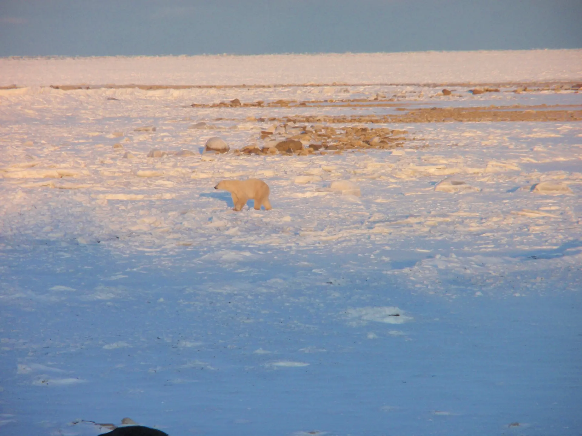 Arctic Ambassadors