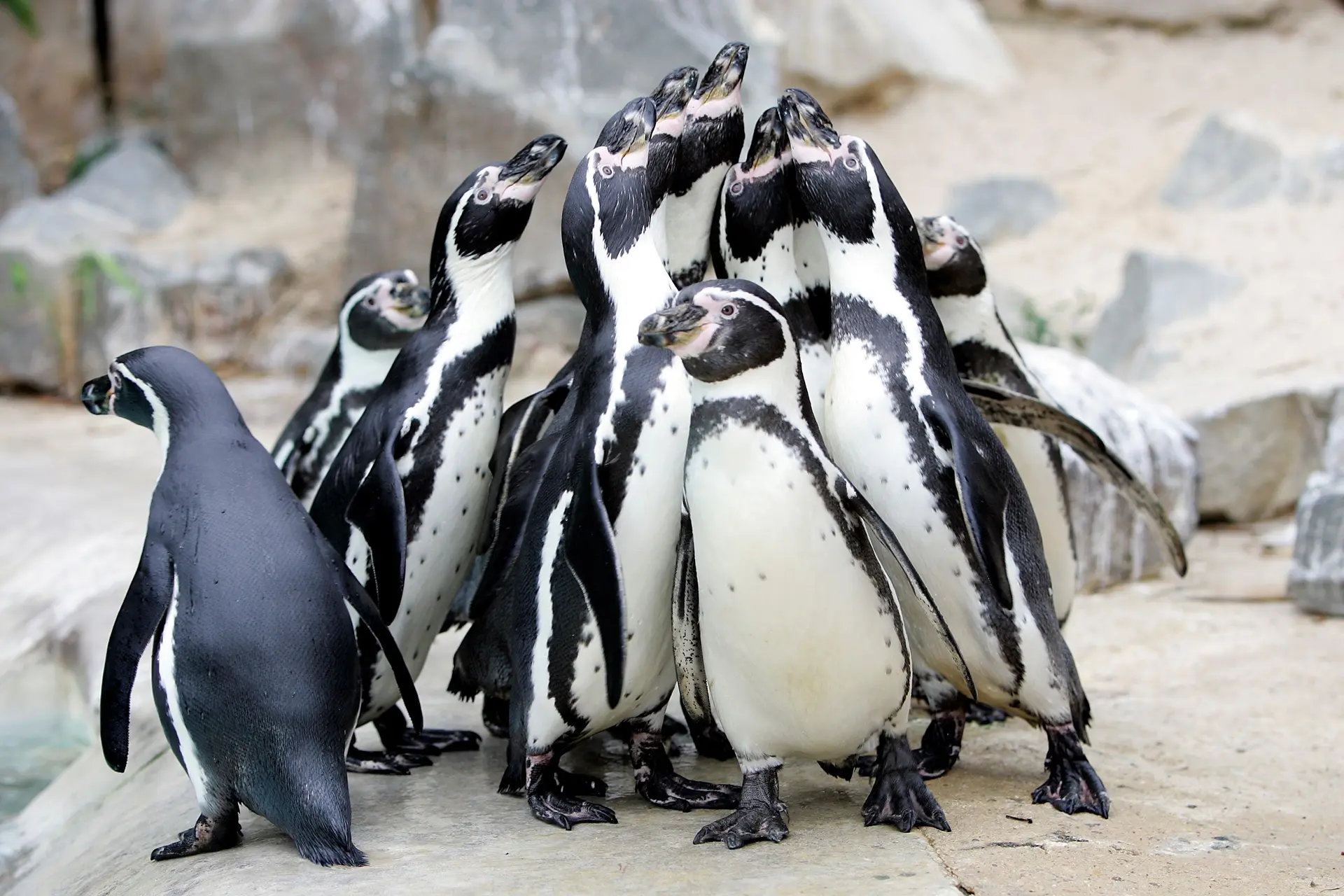 Supporting penguins from Africa to Oceania