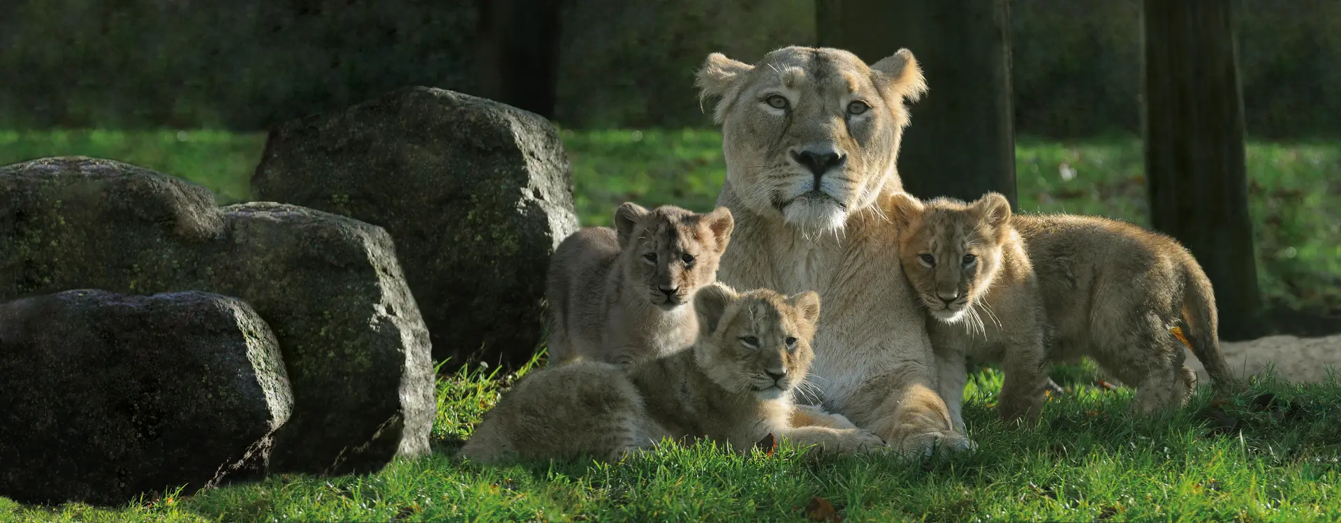 Asiatic lion