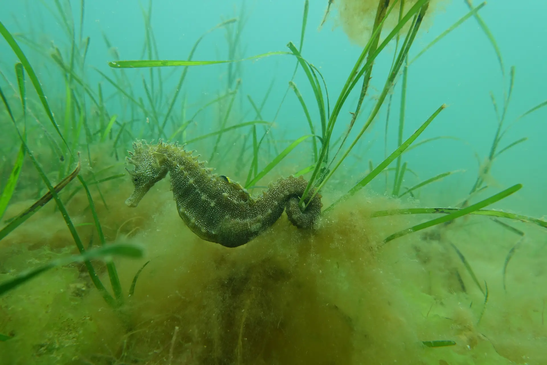 Resources - Zooquaria