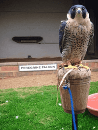 Husbandry and Management Guidelines For Demonstration Birds
