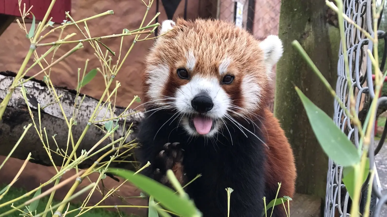 Saving species: EAZA Members making a difference in 2024