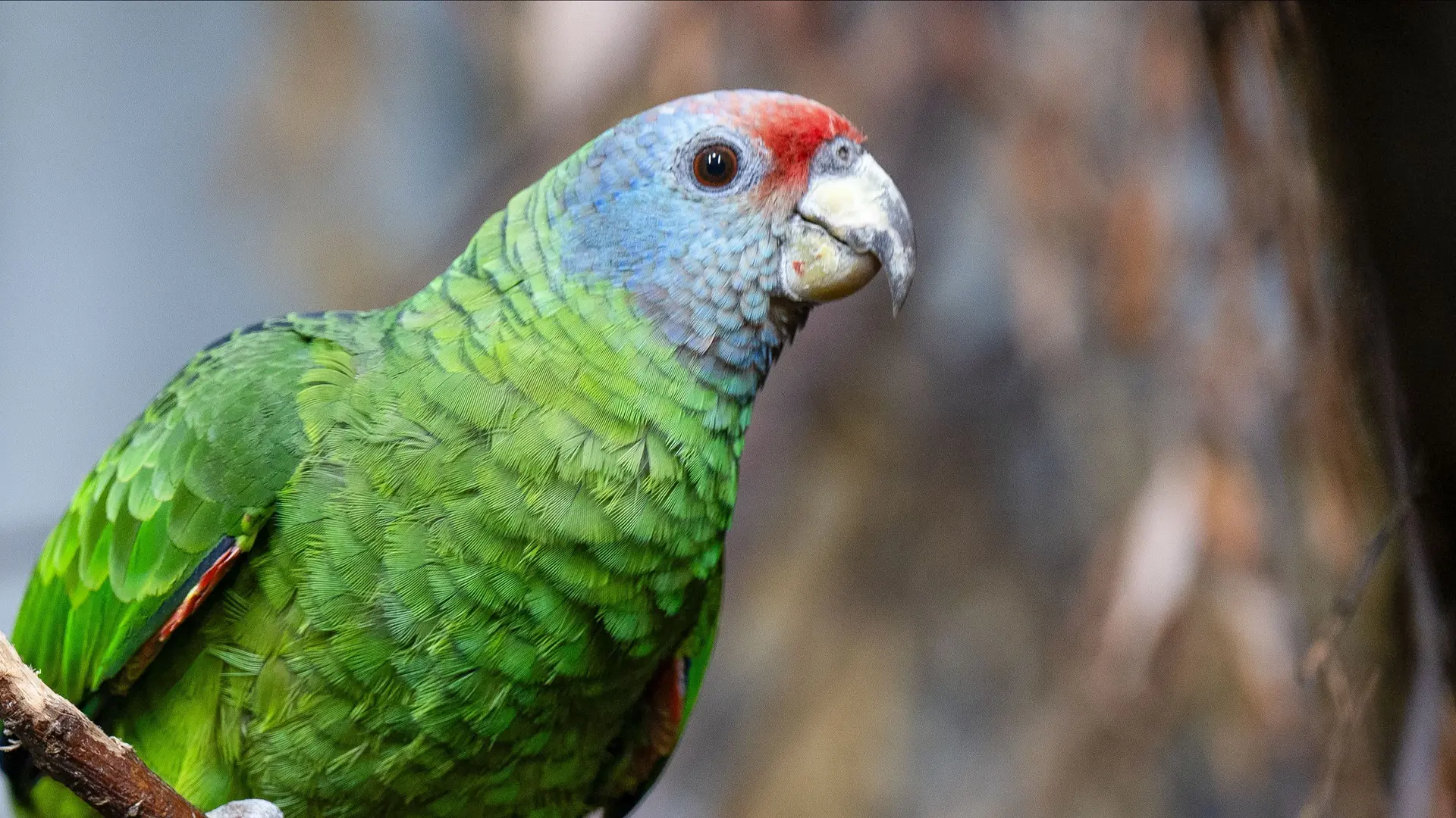 Red-tailed amazon