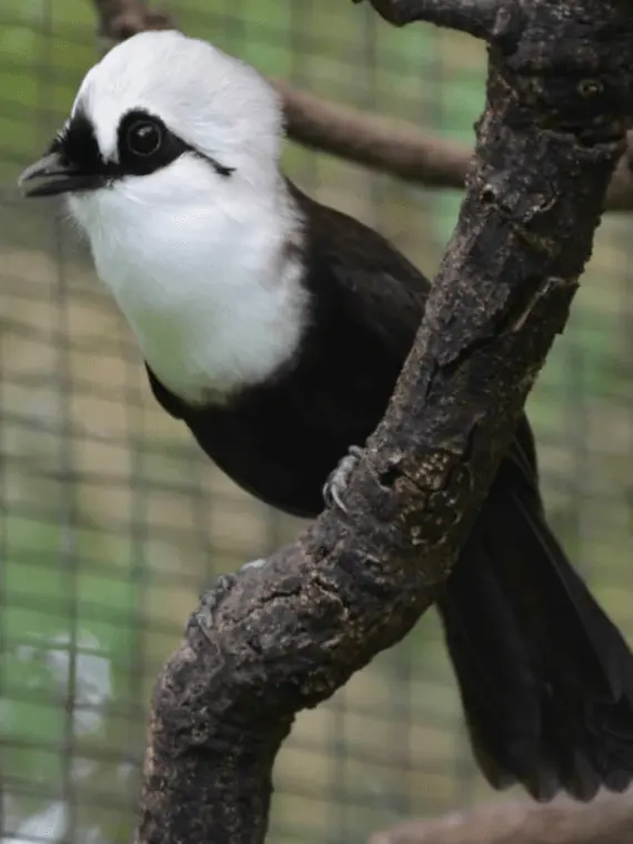 Sumatran laughingthrush