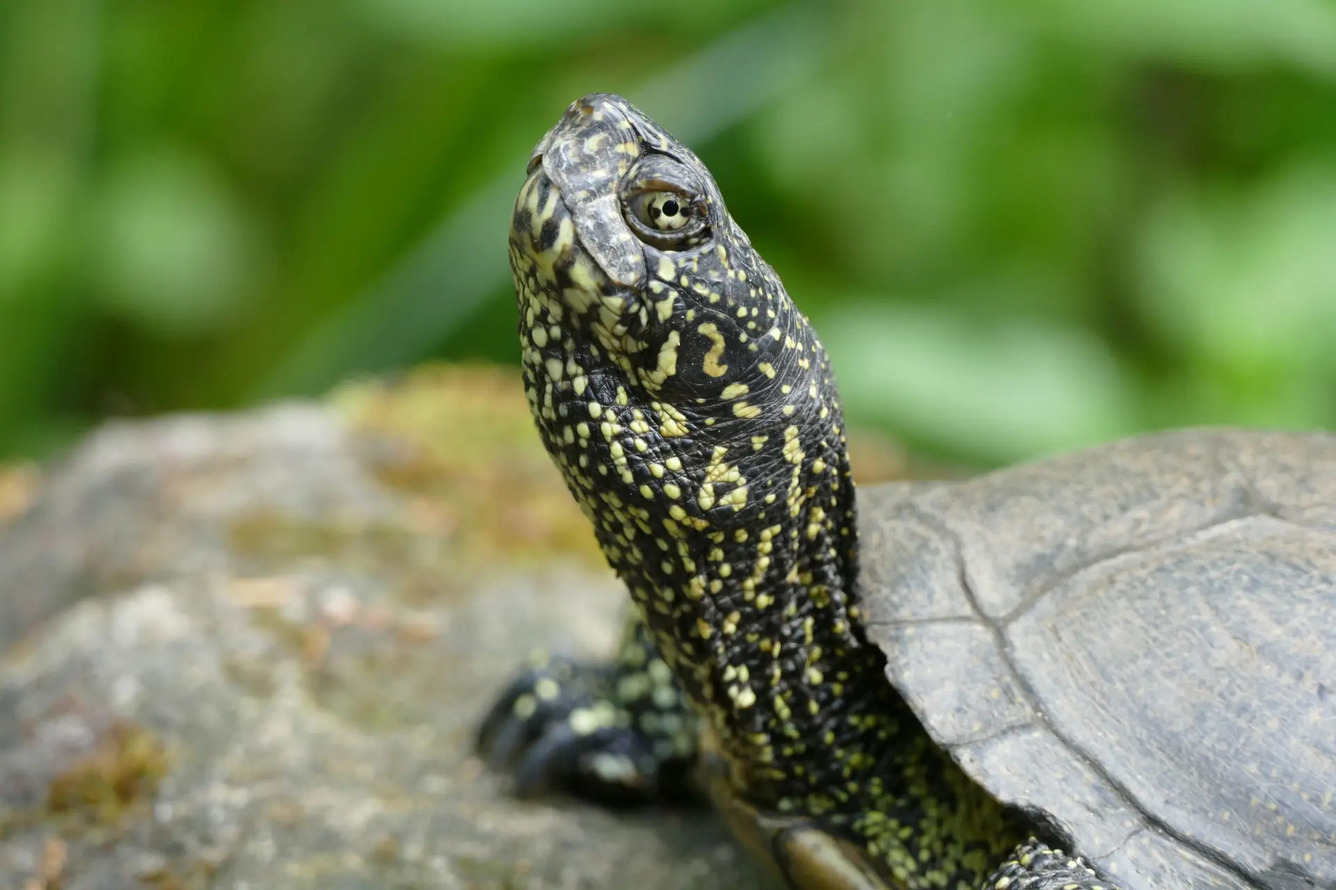 European pond turtle