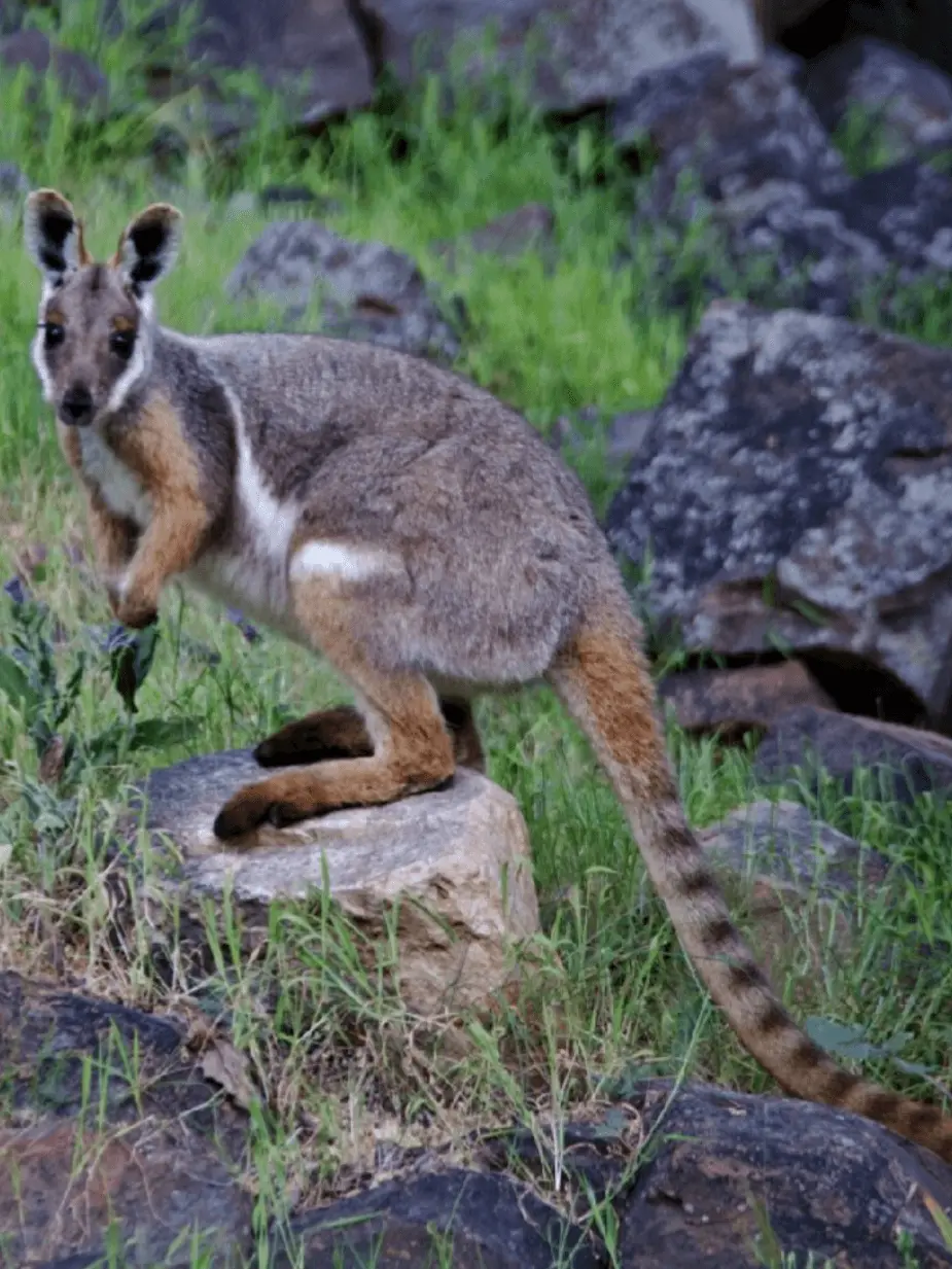 Yellow-footed rock wallaby