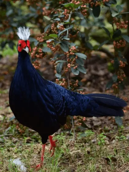 Vietnam pheasant 
