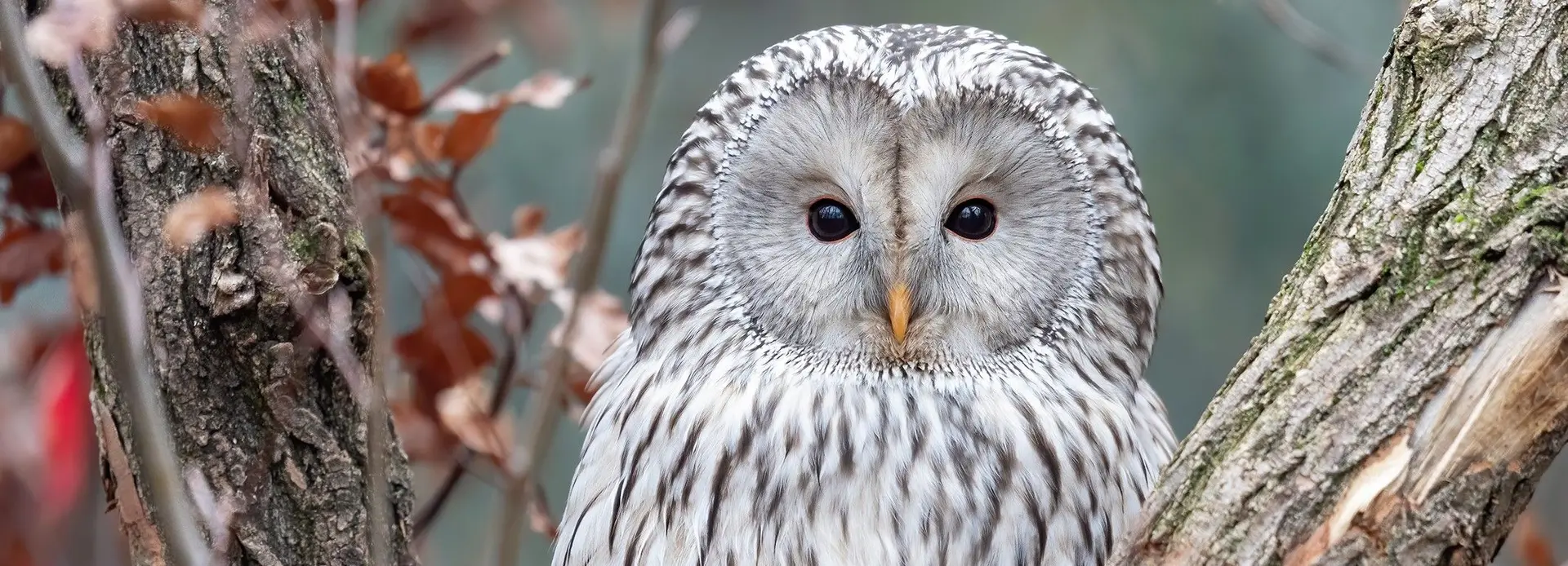 Ural owl