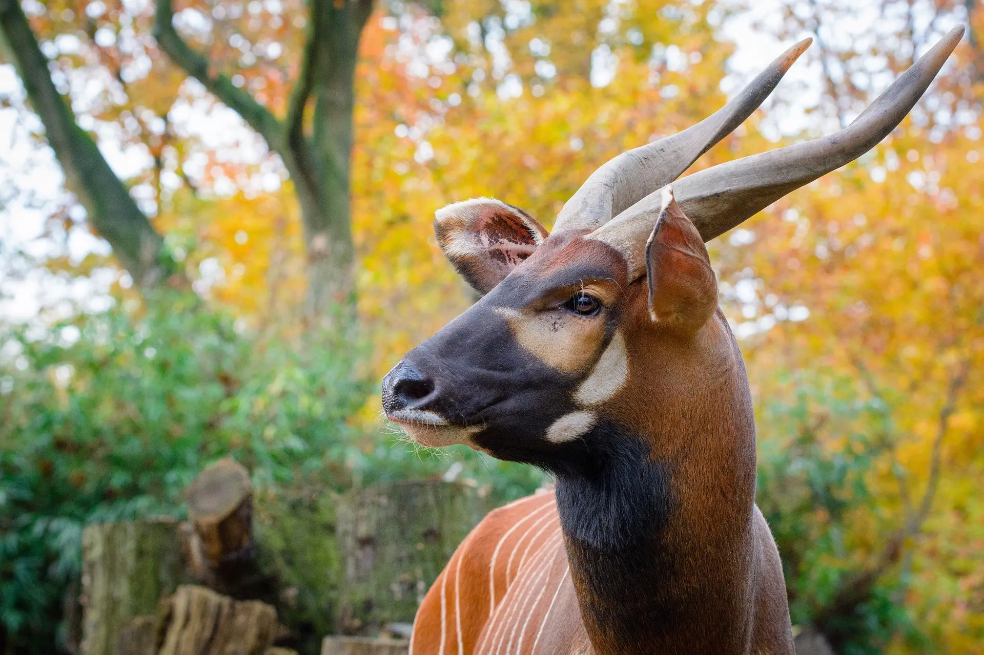 Securing the Bongo's Future in Kenya