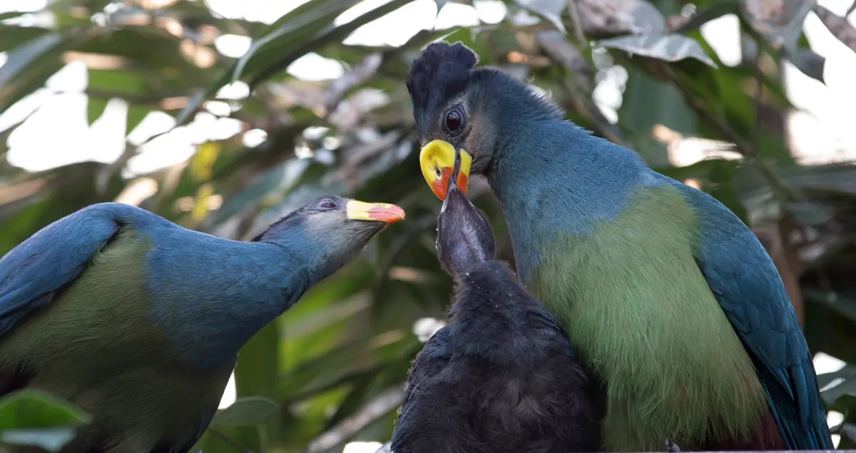 © Avifauna Birdpark